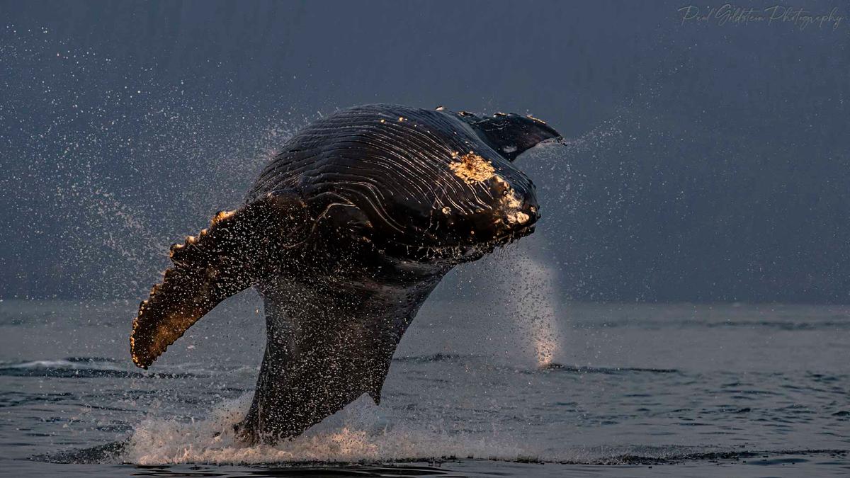 A humpback breaching. (Courtesy ofPaul Goldstein)