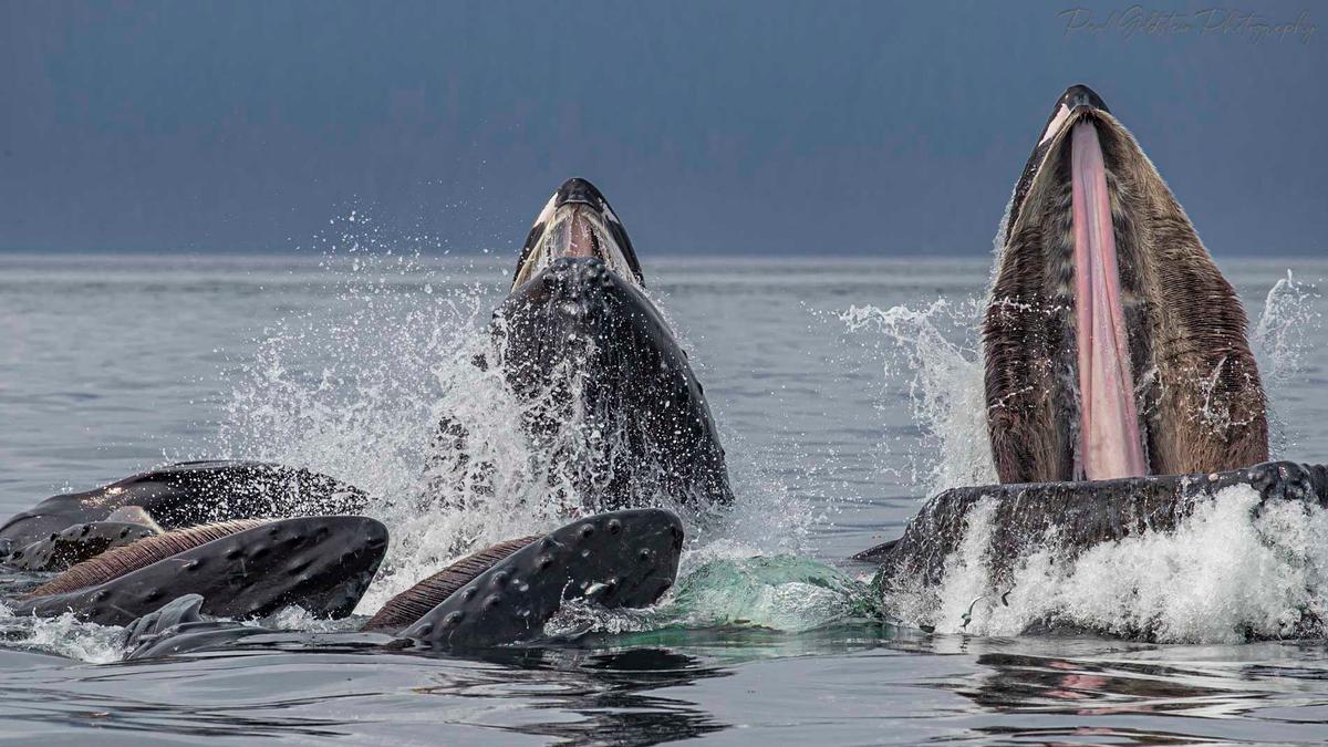 Whales breaching. (Courtesy ofPaul Goldstein)