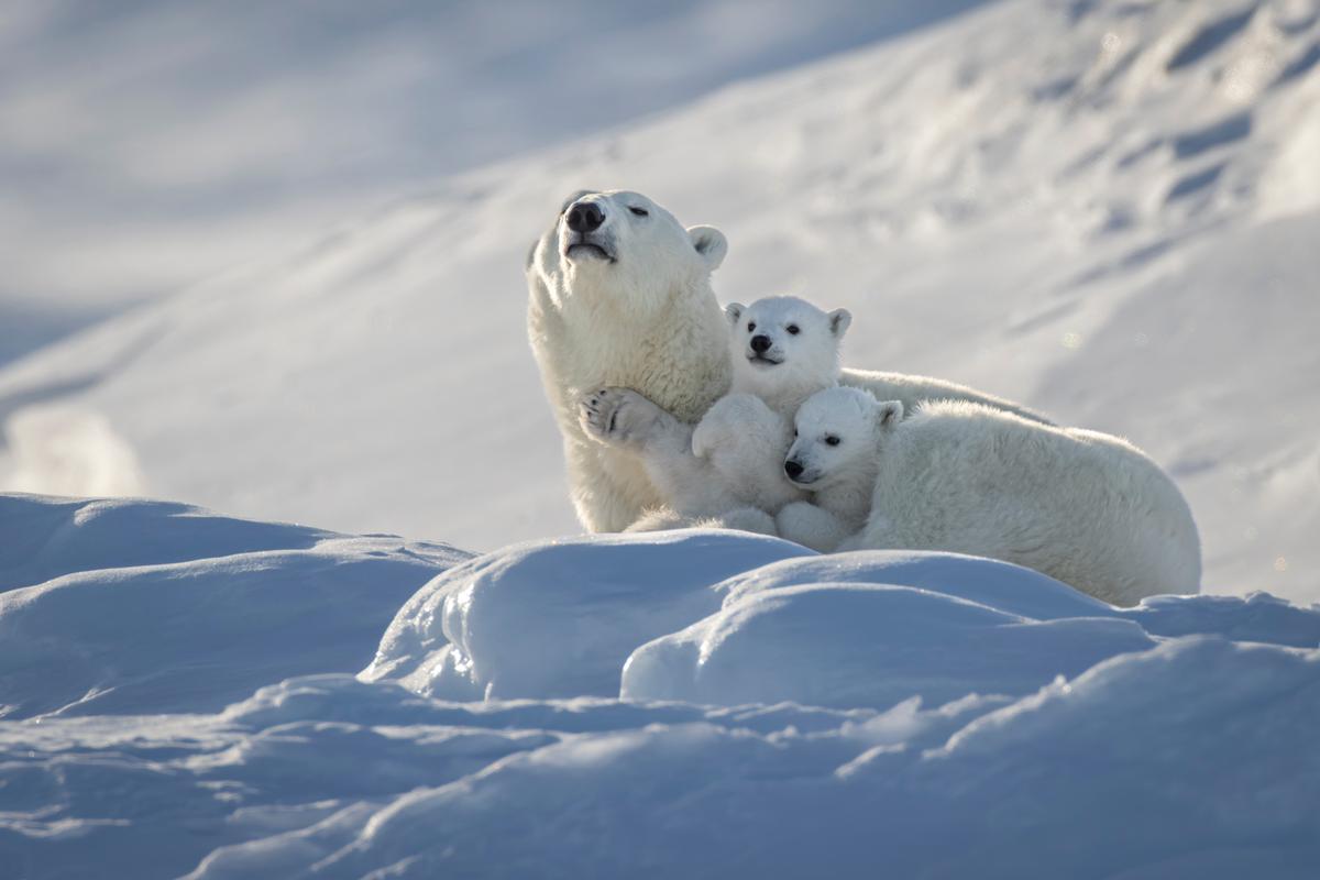 A mother polar bear nursing in Nunavut, Canada. (Courtesy ofPaul Goldstein)