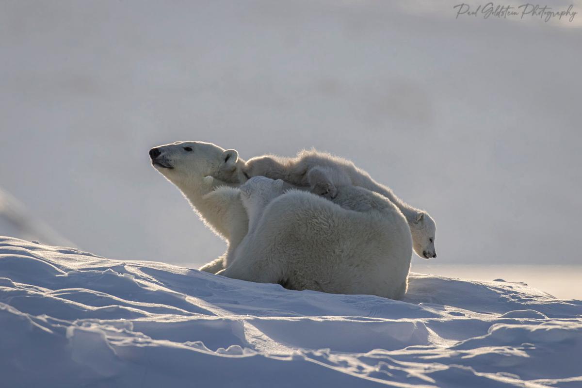 A mother polar bear and cubs in Nunavut, Canada. (Courtesy ofPaul Goldstein)