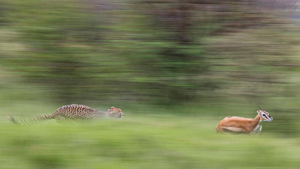 A cheetah hunting in Olare Conservancy. (Courtesy ofPaul Goldstein)