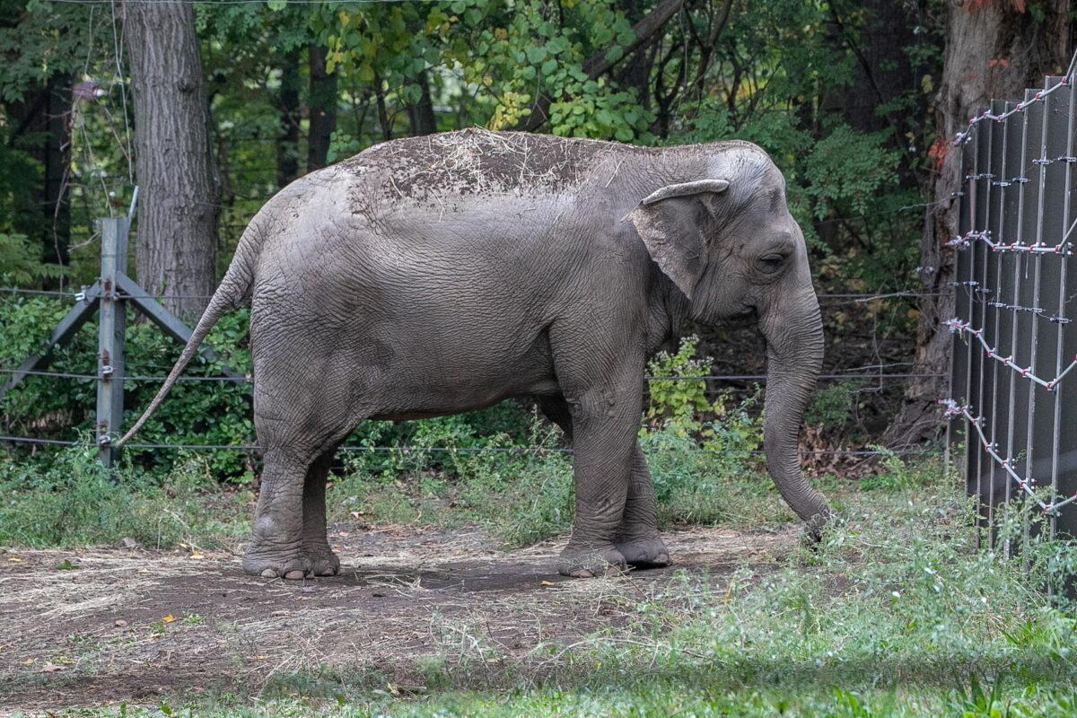 An elephant named Happy in the Bronx Zoo in New York in a file photo. (Gigi Glendinning via Reuters)