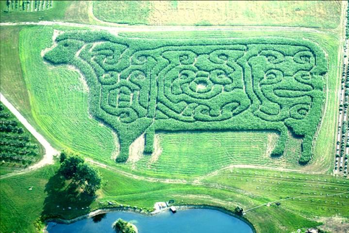 Shear Sheep Madness, corn maze 2007. (Courtesy of Treworgy Family Orchards)