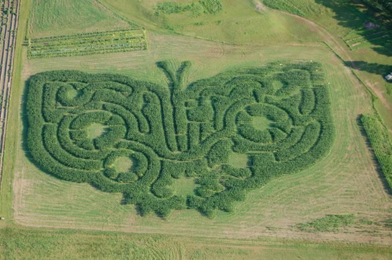 Butterfly – The Amazing Metamorphosis, corn maze 2009. (Courtesy of Treworgy Family Orchards)
