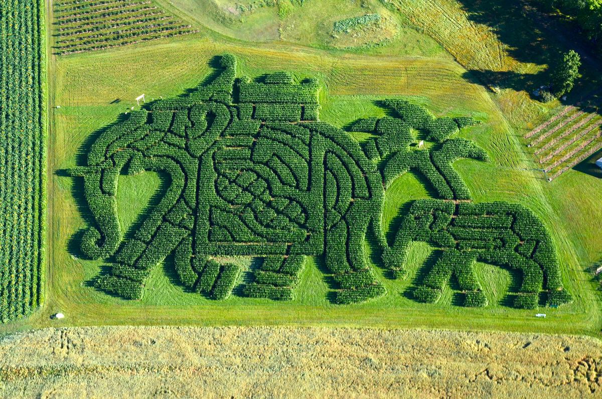 Edwin the Elephant's Exciting Escapade, corn maze 2015. (Courtesy of Treworgy Family Orchards)