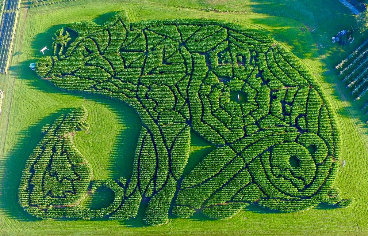 Charlotte's Web, corn maze 2021. (Courtesy of Treworgy Family Orchards)