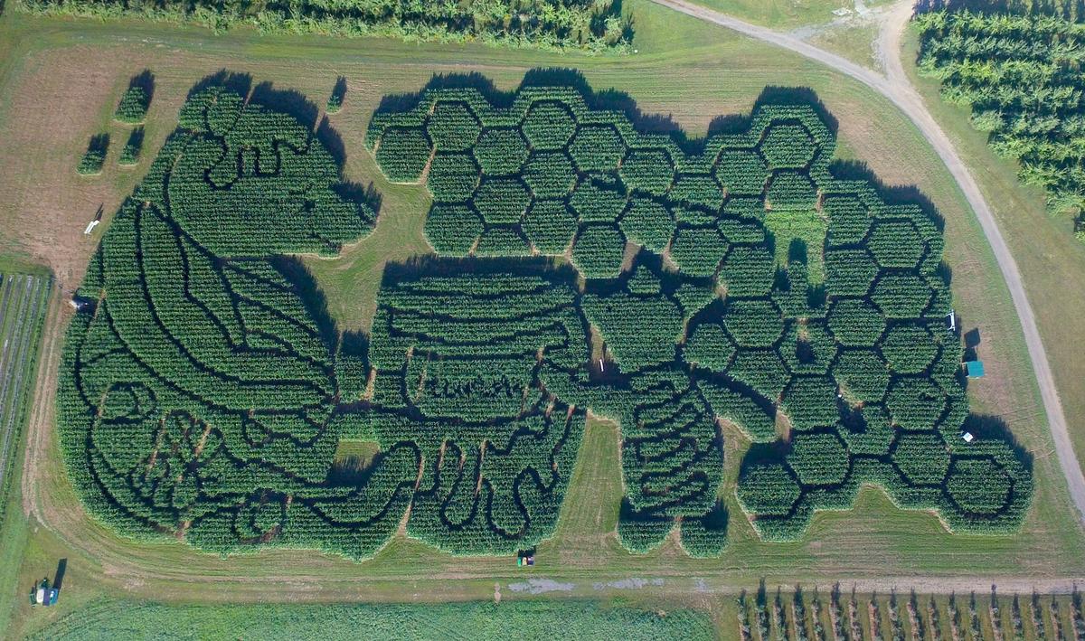 Winnie-the-Pooh, corn maze 2022. (Courtesy of Treworgy Family Orchards)