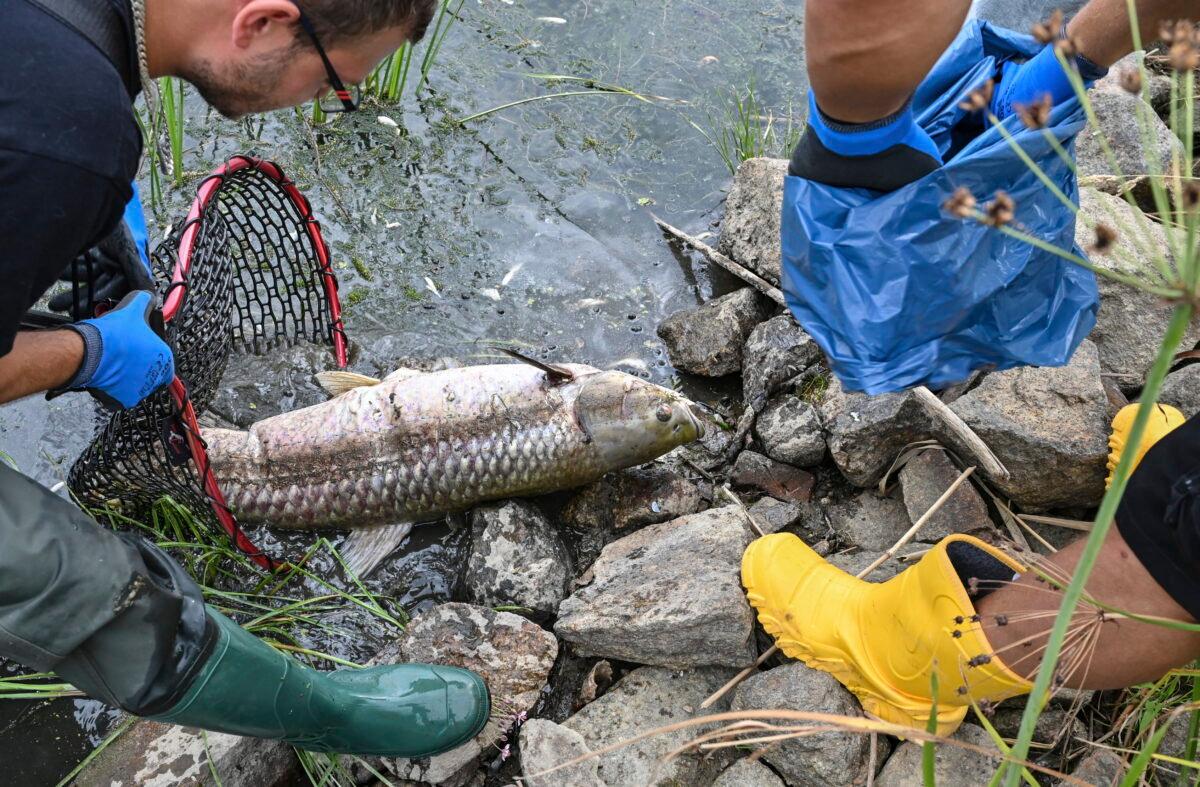 Volunteers recover dead fish from the water of the German-Polish border river Oder in Lebus, eastern Germany, on Aug. 13, 2022. (Patrick Pleul/dpa via AP)
