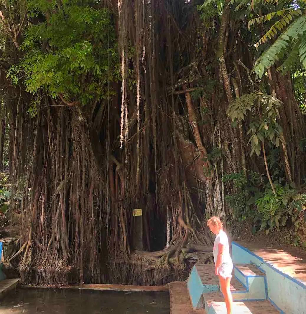 The ancient balete tree. (Courtesy of Evie Farrell)
