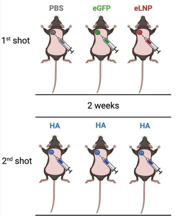 The three groups of mice and what they were vaccinated against. The first group was given saline for the first shot, the second group was given a mRNA lipid nanoparticle vaccination against a jellyfish protein, the third group was vaccinated with an empty mRNA LNP. All three groups were given a vaccination of influenza HA protein sequenced in mRNA and packaged in mRNA LNPs. Modified figure of "Pre-exposure to mRNA-LNPs or LNPs significantly inhibits subsequent adaptive immune responses induced by the mRNA-LNP vaccine" by B. Igyártó and affiliates, www.biorxiv.org/content/10.1101/2022.03.16.484616v2.full, the material is available under Public License creativecommons.org/licenses/by/4.0.(Courtesy of Igyártó et al.)