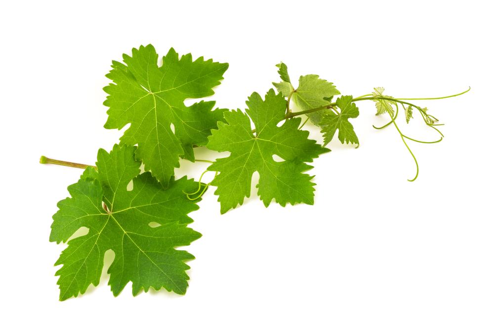 Grape leaves, as old timers know, help the pickles stay crispy. (Scisetti Alfio/Shutterstock)