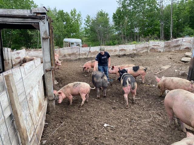 Brayden with his livestock. (Courtesy ofMarie Herrick)