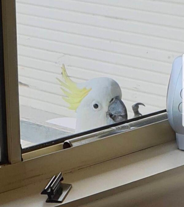 A cockatoo knocks on the window of a home in Sydney, Australia on May 30, 2020. (Siyao He)