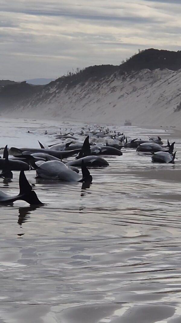 A supplied image shows whales stranded at Macquarie Harbour in Strahan, Tasmania, Wednesday, September 21, 2022. Almost 200 stranded whales have died on Tasmania's west coast as rescue efforts continue for 35 survivors. (AAP Image/Supplied by Huon Aquaculture/Andrew Breen)