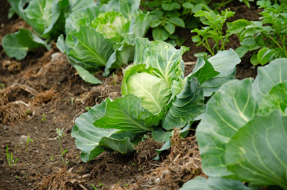Look for firm heads of cabbage with glossy leaves. (Wipat Boonkaew/Shutterstock)