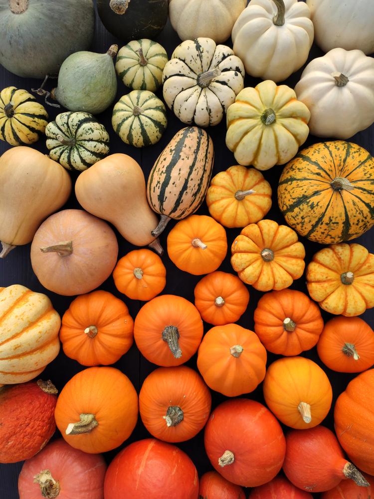 Fall heralds the arrival of winter squash, both decorative and cooking varieties, in myriad shapes, colors, and sizes. (Studio Barcelona/Shutterstock)