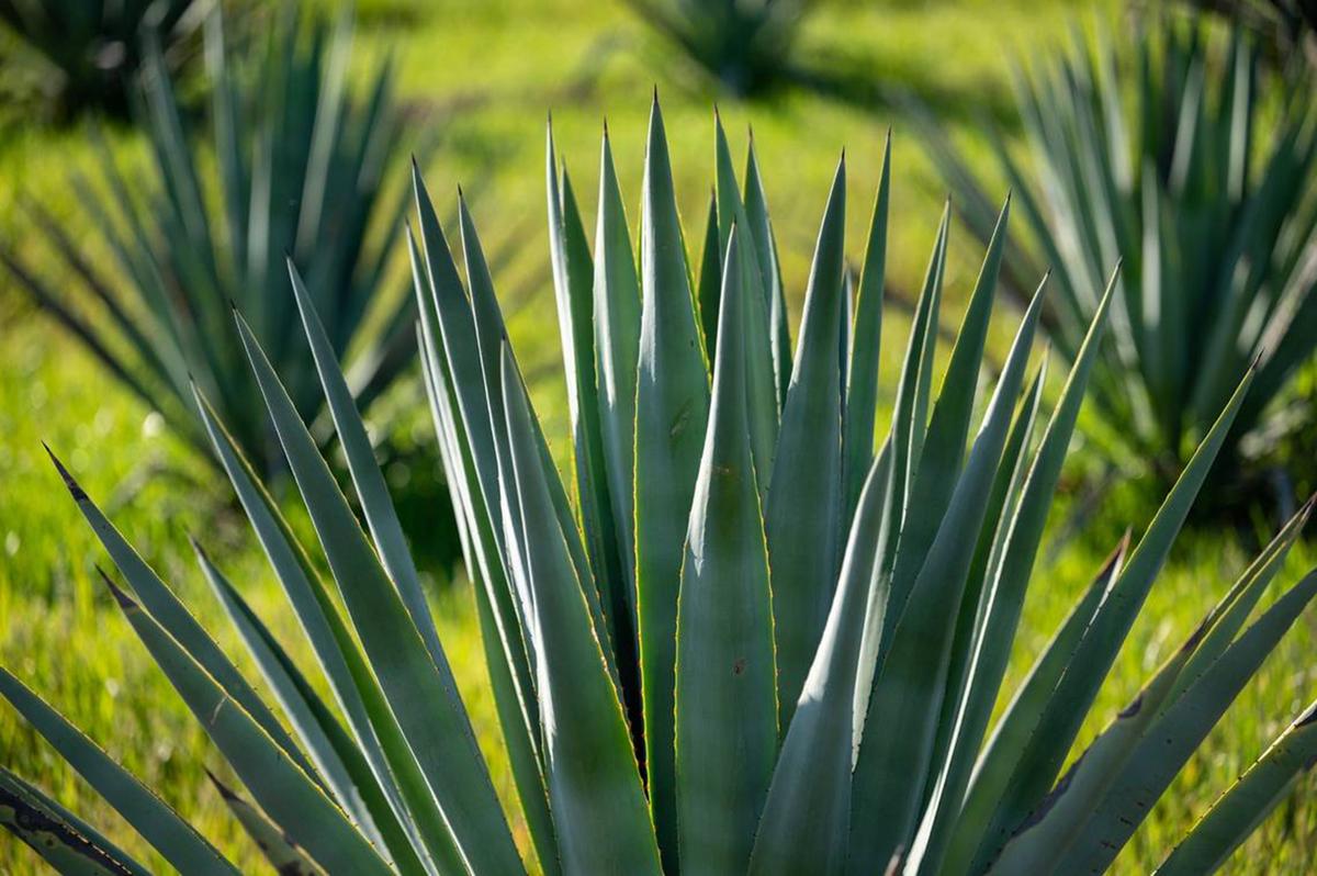 Agave plants grow on Joe and Mary Muller's farm in Woodland last month. It takes about six to eight years for the plants to be mature enough to be harvested for agave spirits. (Paul Kitagaki Jr./The Sacramento Bee/TNS)