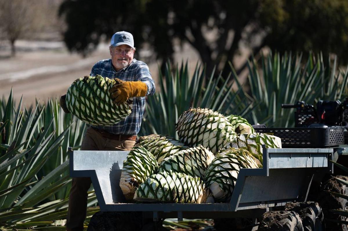 Craig Reynolds loads agave piña onto a trailer last month in Woodland. The jimadors, as the farmers of the unique succulent are called, will harvest three tons of agave for roasting to later be distilled into agave spirits. (Paul Kitagaki Jr./The Sacramento Bee/TNS)