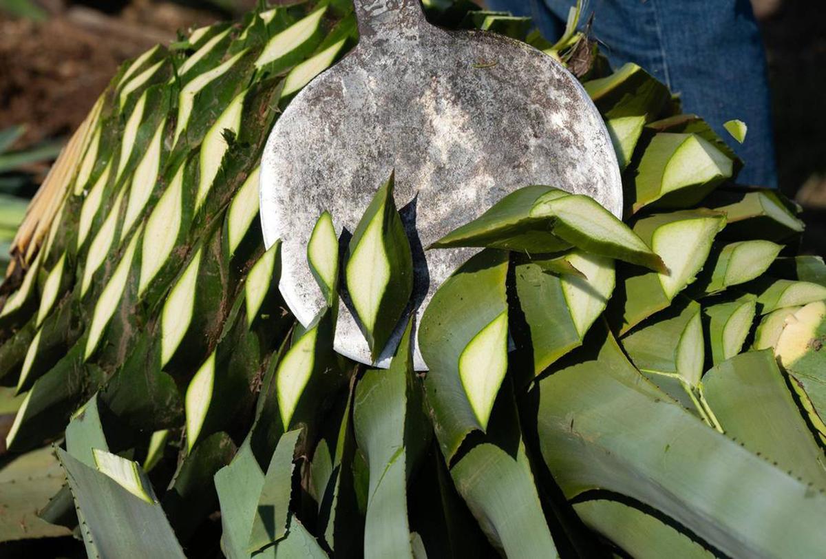 Antonio Chavez uses a coa to slice off the leaves of the agave "piña" bulb in Woodland last month. (Paul Kitagaki Jr./The Sacramento Bee/TNS)