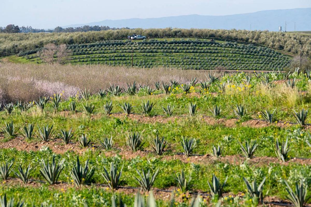 A field of agave grows between almond trees on Joe and Mary Muller's farm in Woodland last month. It takes around six to eight years for the plants to be ready to be harvested. (Paul Kitagaki Jr./The Sacramento Bee/TNS)
