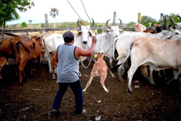 A local herd cattle to draw blood for zoonoses prevention studies at a ranch in El Corral community in Tzucacab, Yucatan, Mexico, on March 29, 2023. (PEDRO PARDO/AFP via Getty Images)