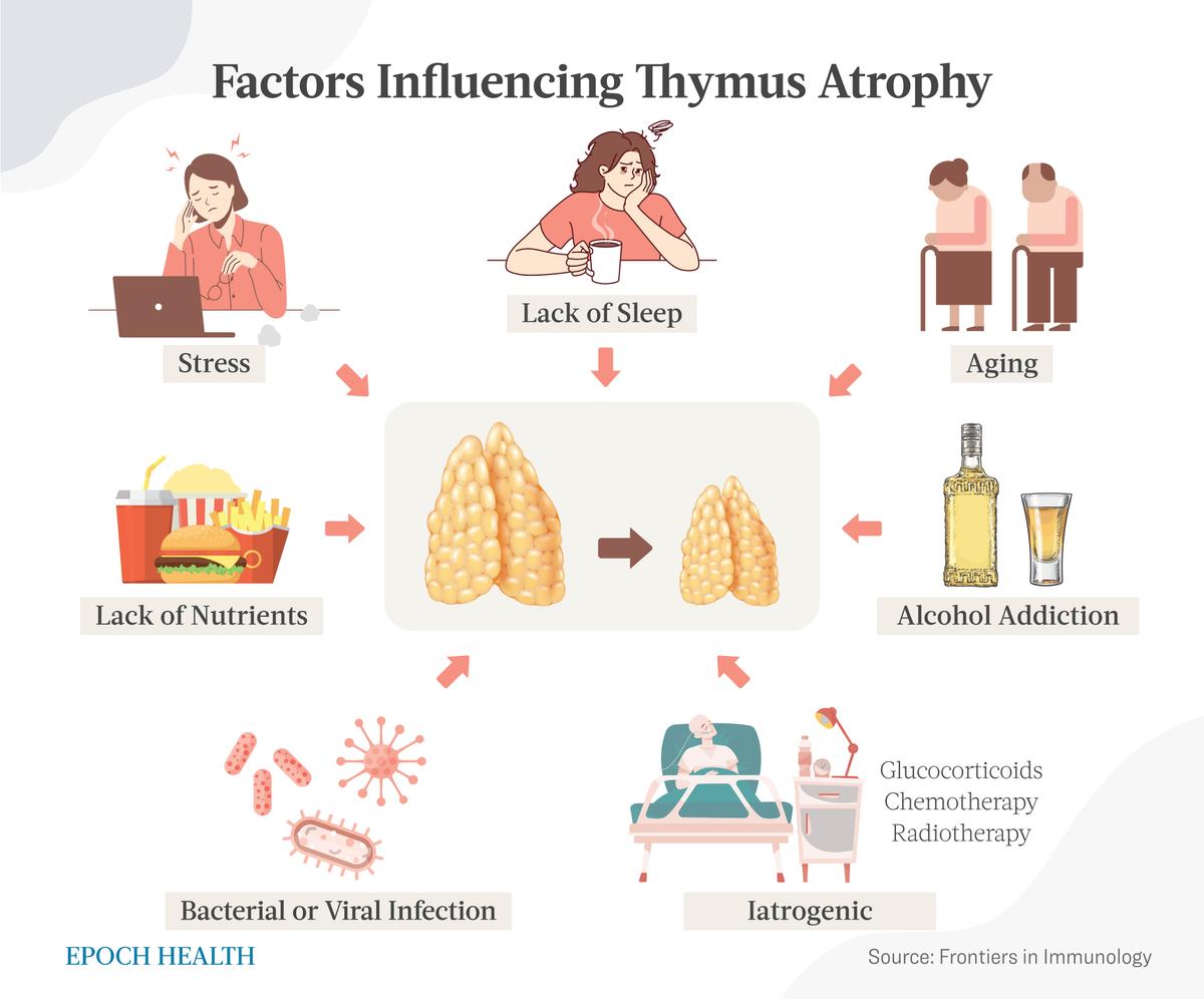Factors contributing to thymus atrophy. (The Epoch Times)