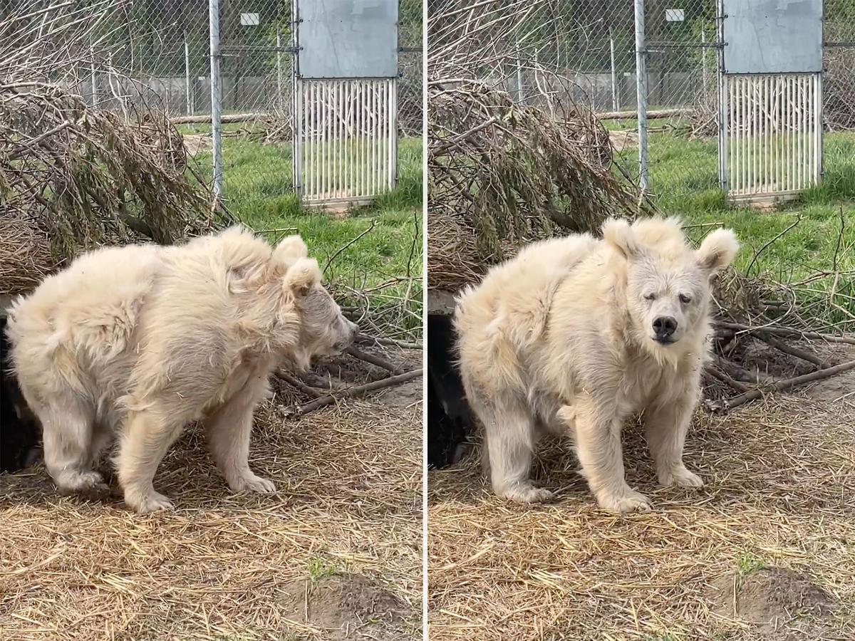 Chada, a 24-year-old Himalayan brown bear, wakes from slumber, looking adorably disheveled and a bit groggy. (Screenshot/Newsflare)