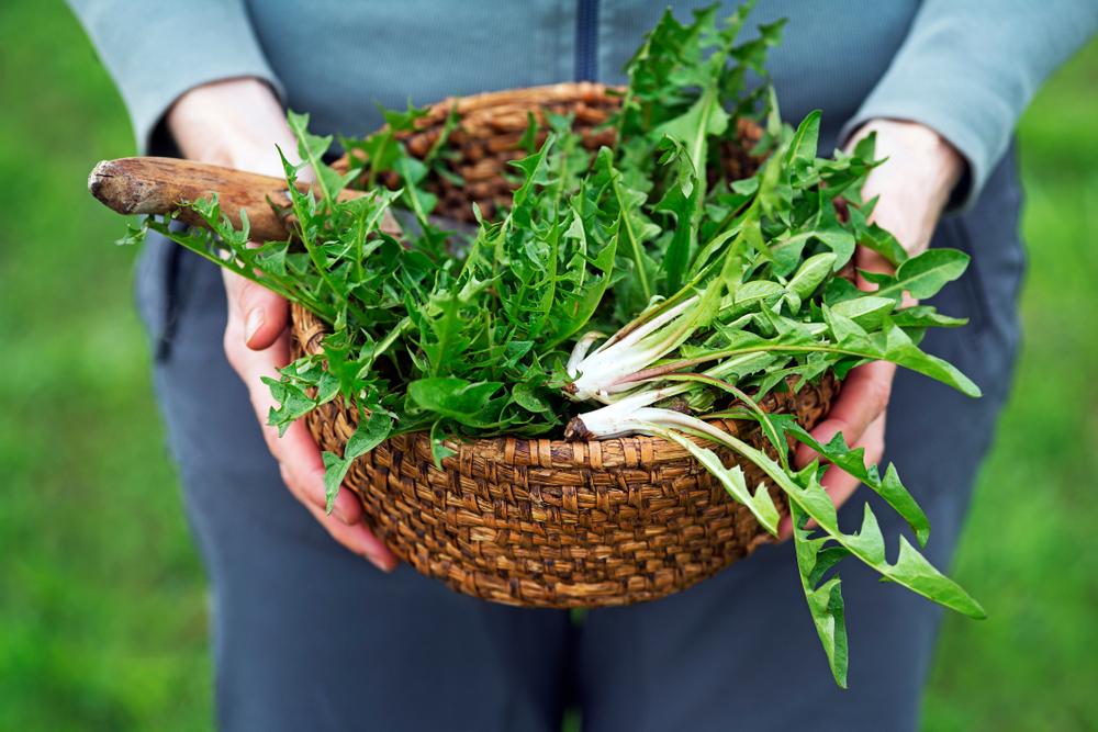 Harvest your dandelions from a clean, unsprayed patch of land. (DUSAN ZIDAR/Shutterstock)