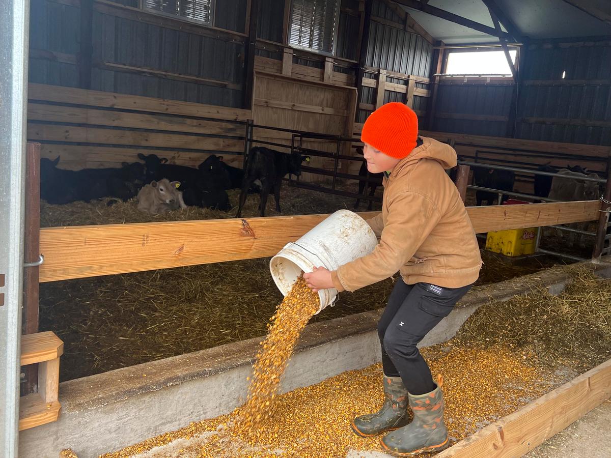Caleb doing the daily chores of feeding pellets to the smaller calves. (Courtesy of Jill Bergner)