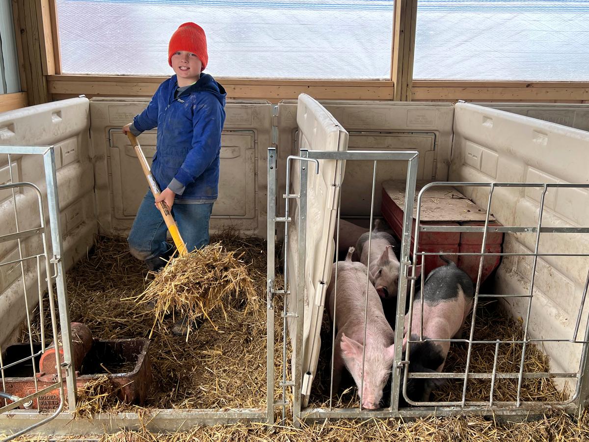 Caleb, aged 9, getting his first pigs and learning to clean them out. (Courtesy of Jill Bergner)