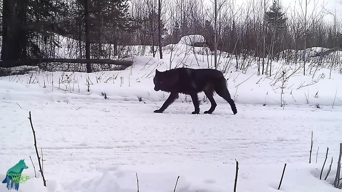 A rare black, lone wolf is spotted sniffing the snow. (Courtesy ofVoyageurs Wolf Project)