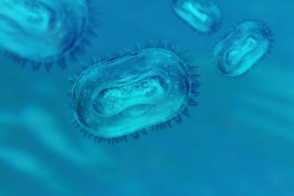 A concept model of the monkeypox virus. (Hamara/Shutterstock)