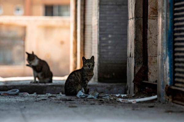 Stray cats linger by closed butcher shops at the empty meat market in the center of Qamishli city, in Syria's northeastern Hasakeh province, on April 18, 2020. (Delil Souleiman/AFP via Getty Images)