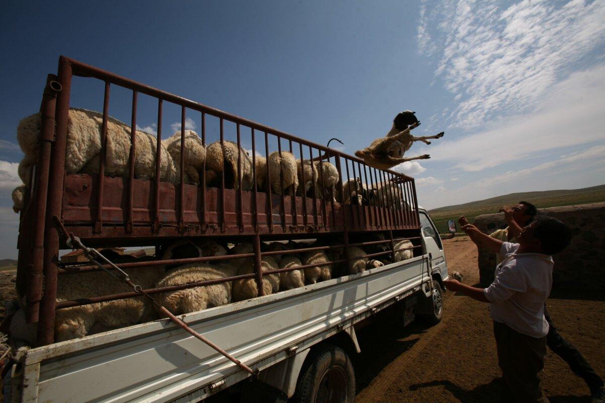 Herdsmen throw a sheep for sale onto a truck at the Yuejin Commune in Inner Mongolia, on August 8, 2006. (China Photos/Getty Images)