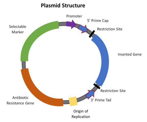 Figure 1. Bacterial plasmid structure. DNA plasmid used to produce mRNA products looks like a tiny bracelet. The blue part is the COVID mRNA vaccine-related DNA segment. (The Epoch Times)