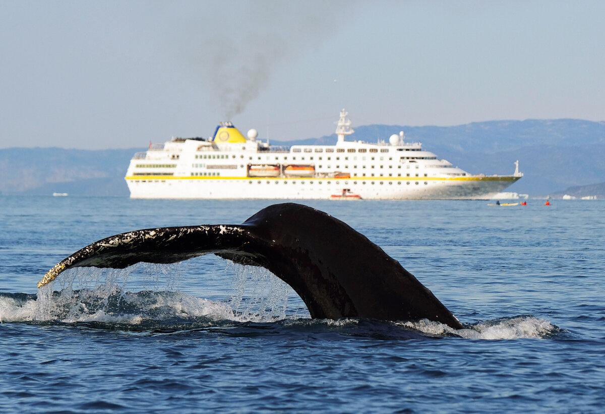 A humpback whale swims near a cruise ship sails in Disko Bay in Ilulissat, Greenland, on Aug. 4, 2019. (Sean Gallup/Getty Images)