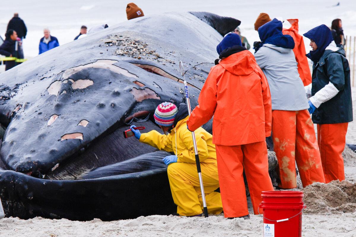 Members of the Northwest Atlantic Marine Alliance work on the carcass of a humpback whale at Lido Beach in Long Island, N.Y., on Jan. 31, 2023. (Kena Betancur/AFP via Getty Images)