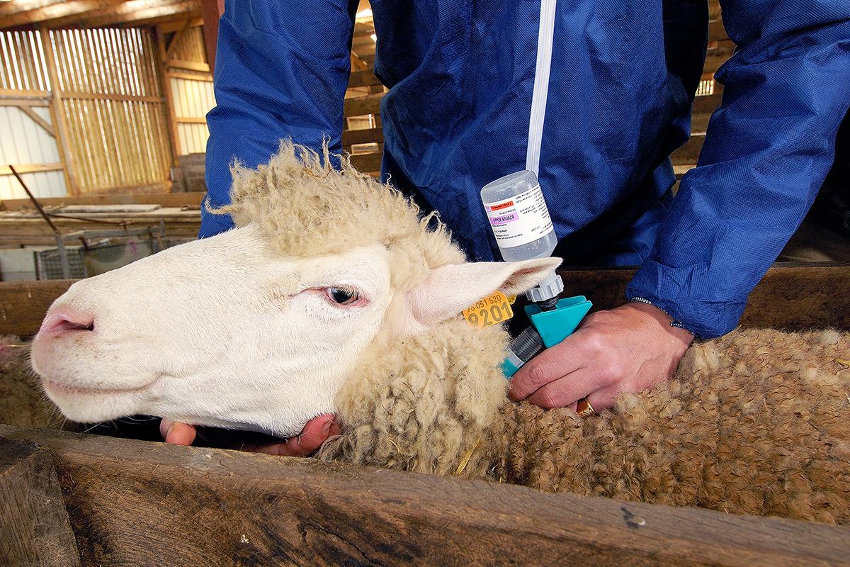 Εκστρατεία εμβολιασμού κατά του καταρροϊκού πυρετού που πραγματοποιήθηκε σε μια φάρμα προβάτων στη Νορμανδία, Γαλλία, 2008. (Leitenberger Photography/Shutterstock)