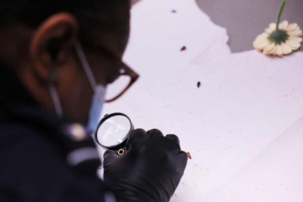 A U.S. Customs and Border Protection specialist inspects flowers for insects with a magnifying glass at JFK Airport in New York City, on Feb. 7, 2023. (Michael M. Santiago/Getty Images)