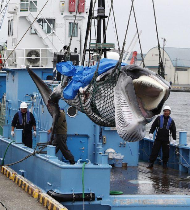 A captured Minke whale is unloaded after commercial whaling at a port in Kushiro, Hokkaido Prefecture, Japan, July 1, 2019. (Kyodo/via Reuters)