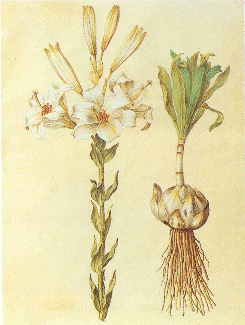 Madonna lily from the Gottorfer Codex, 1649–1659. (Public domain)