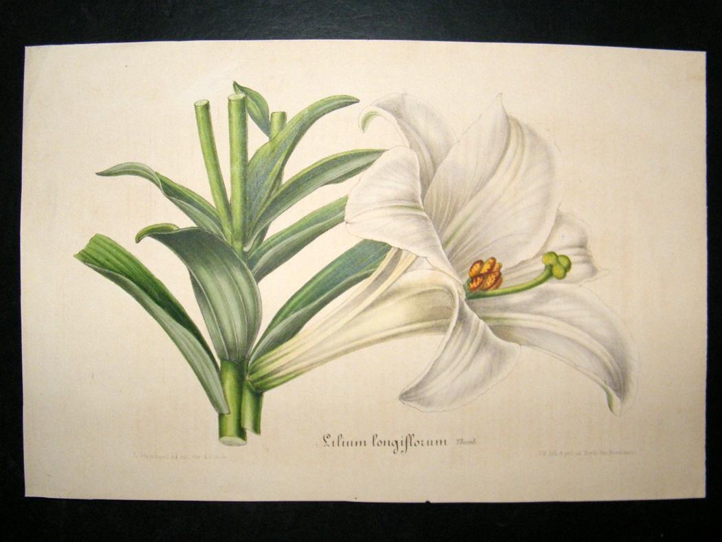 Easter lily lithograph published 1845–1888. By Louis Van Houtte & Charles Lemaire. (Public domain courtesy of www.albion-prints.com)