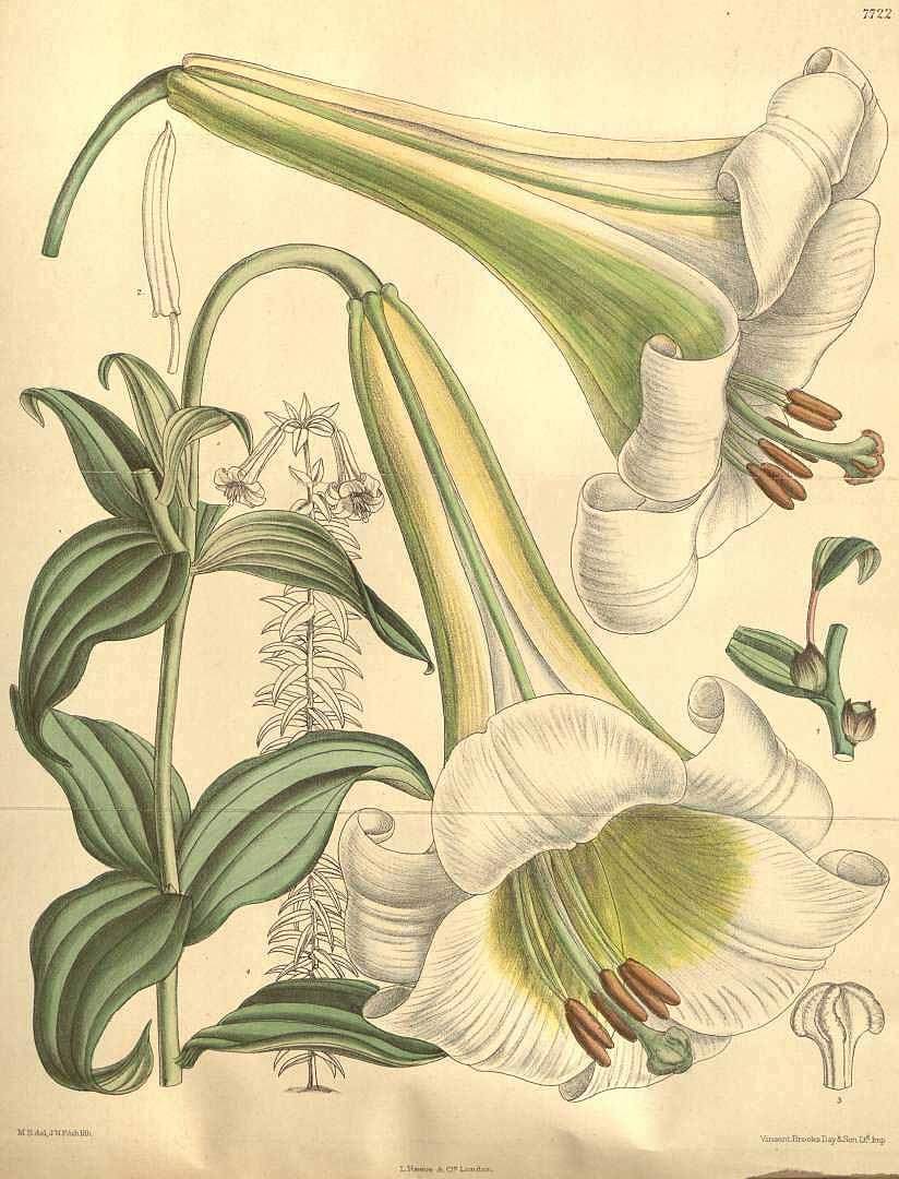 Lily illustration from Curtis's Botanical Magazine, 1900. (Public domain)