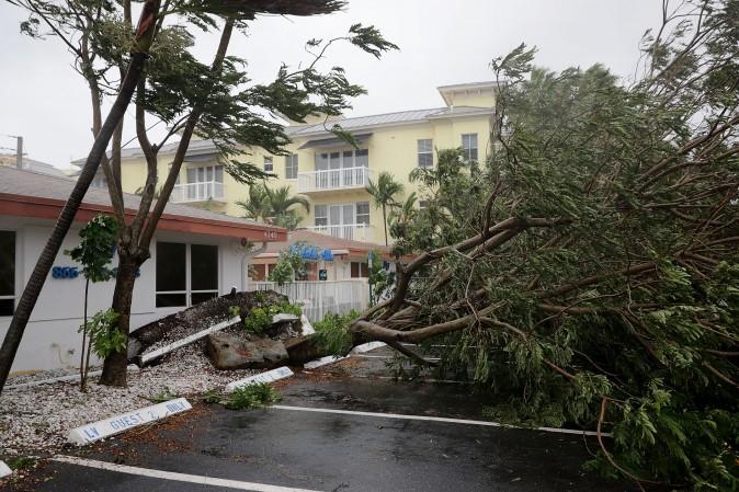 A tree is felled by winds produced by Hurricane Irma in Fort Lauderdale, Fla., on Sept. 10, 2017. The then-Category 4 hurricane made landfall in the United States in the Florida Keys at 9:10 a.m. after raking across the north coast of Cuba. (Chip Somodevilla/Getty Images)