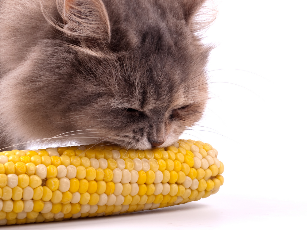 4 Funny Videos Of Animals Eating Corn The Epoch Times
