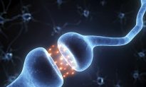 Optimizing Circulation and Nerve Health