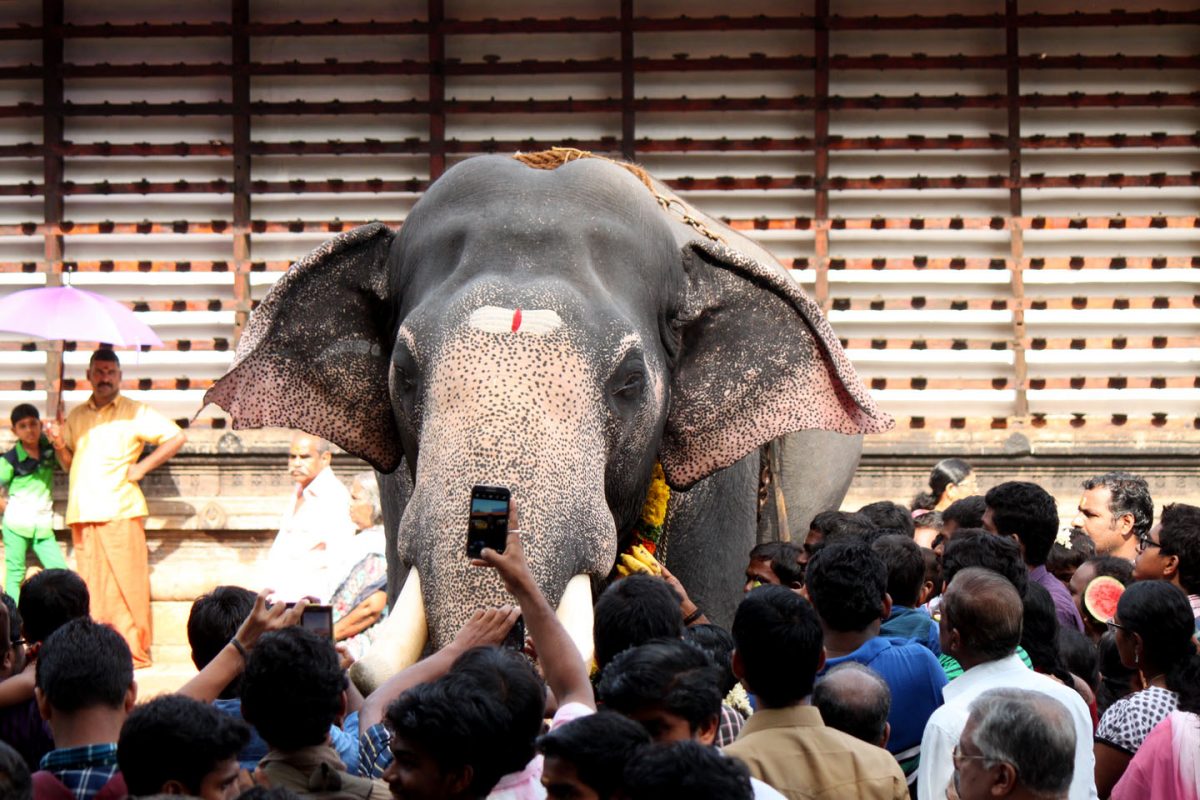 India's Celebrity Elephants Do Not Enjoy Celebrity Comfort 