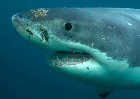 Submarine Shark, 'Shark of Darkness' Controversy: Discovery Channel