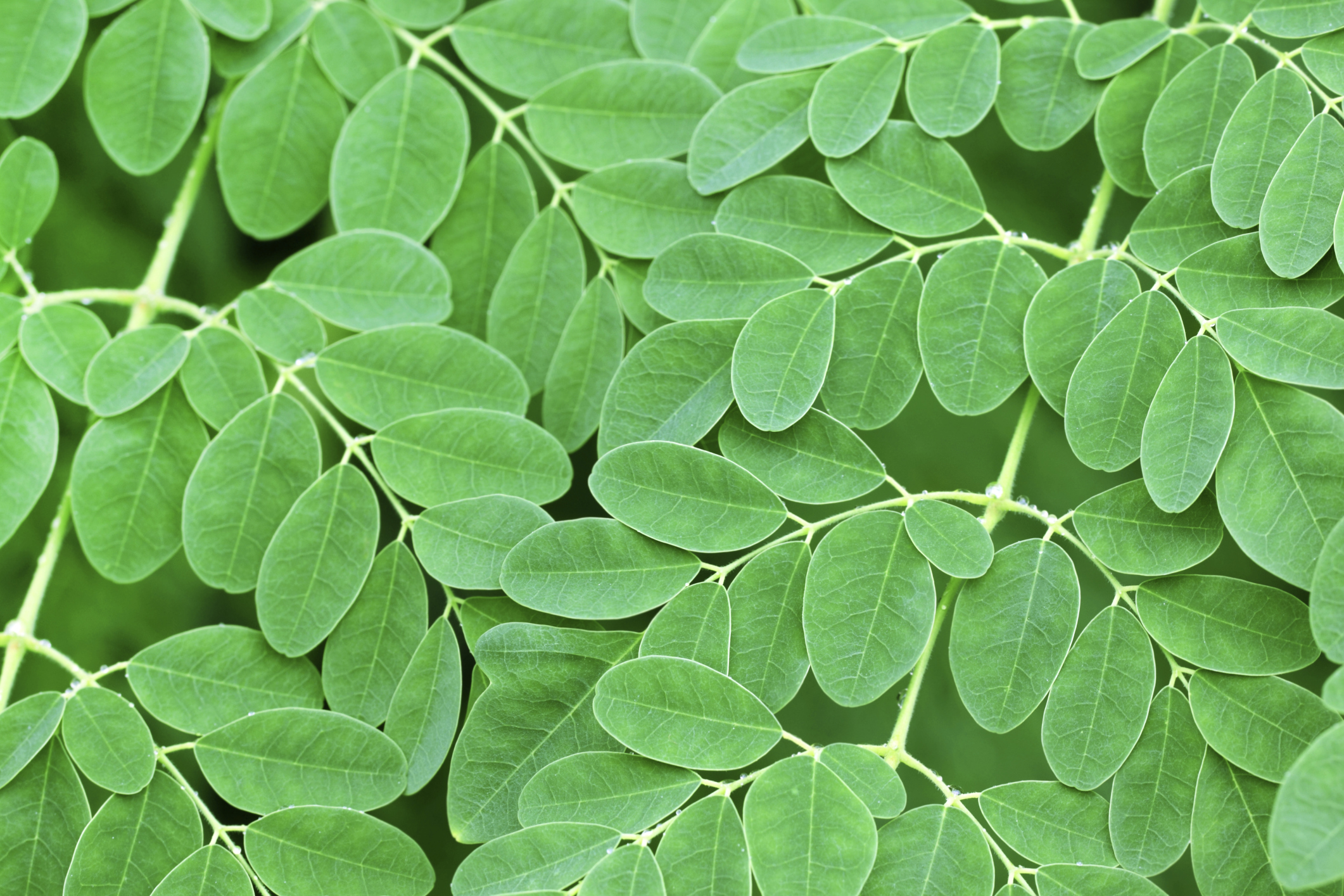 Moringa Plant Leaves