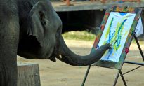 Can Animals Ever Be Artists?
